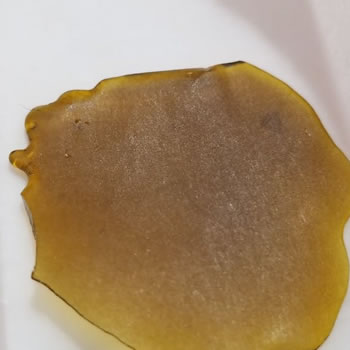 APPLE FRITTERS SHATTER CO2 EXTRACTED